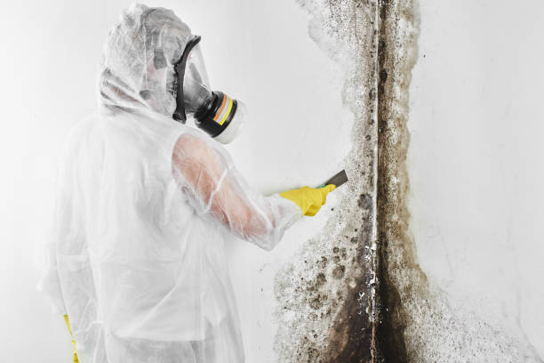 Home Mold Removal in San Felipe Pueblo, NM