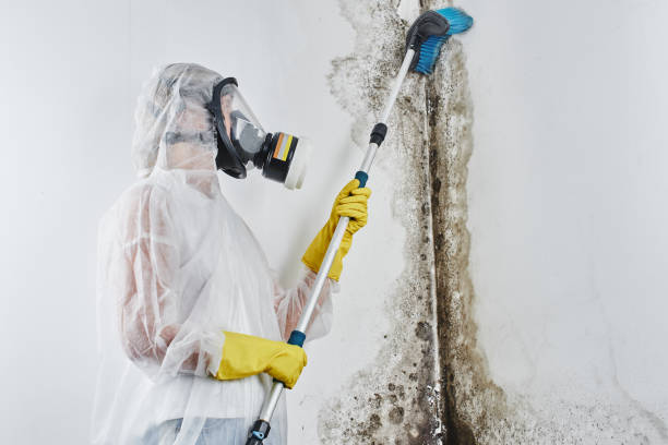 Best Mold Cleaning Services  in San Felipe Pueblo, NM