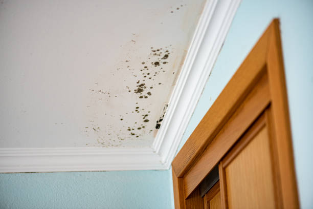 Best Mold Removal Company Near Me  in San Felipe Pueblo, NM
