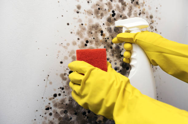 Best Attic Mold Removal  in San Felipe Pueblo, NM